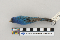 Passerina cyanea image