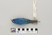 Passerina cyanea image