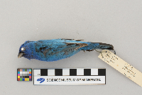 Passerina cyanea image
