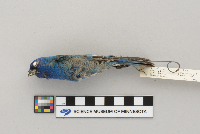 Passerina cyanea image