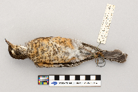 Turdus migratorius image