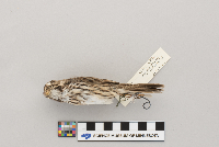 Melospiza melodia image