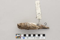 Melospiza melodia image