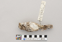 Melospiza melodia image