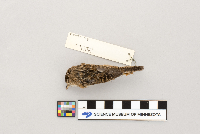 Cistothorus platensis image