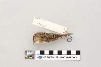 Cistothorus platensis image