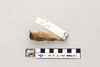 Cistothorus platensis image