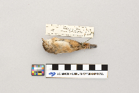 Cistothorus platensis image