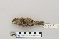 Passerculus sandwichensis image
