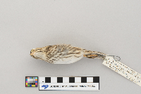 Passerculus sandwichensis image