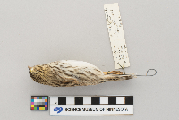 Passerculus sandwichensis image
