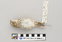 Passerculus sandwichensis image