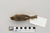 Passerculus sandwichensis image