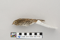 Passerculus sandwichensis image