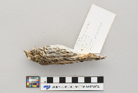 Passerculus sandwichensis image