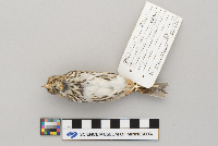 Passerculus sandwichensis image