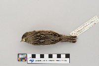 Passerculus sandwichensis image