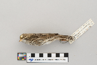 Passerculus sandwichensis image