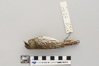 Passerculus sandwichensis image