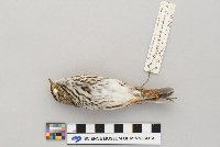 Passerculus sandwichensis image