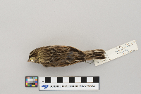 Passerculus sandwichensis image