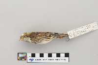 Passerculus sandwichensis image