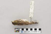 Passerculus sandwichensis image