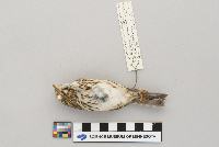 Passerculus sandwichensis image