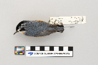 Sitta canadensis image