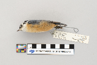 Sitta canadensis image