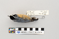 Sitta canadensis image