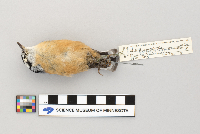 Sitta canadensis image