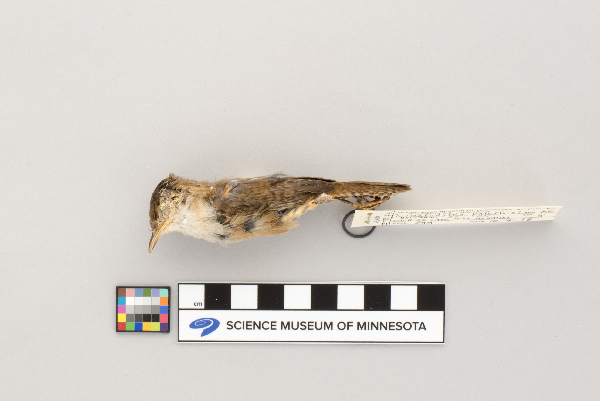 Cistothorus palustris image