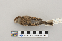 Spizella passerina image