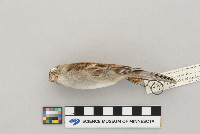 Spizella passerina image
