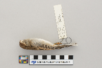 Spizella passerina image
