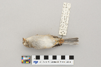Spizella passerina image