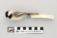 Parus atricapillus image