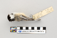 Parus atricapillus image