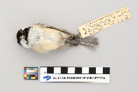 Parus atricapillus image