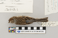 Spizella passerina image