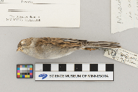 Spizella passerina image