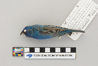 Passerina cyanea image