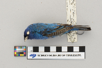 Passerina cyanea image