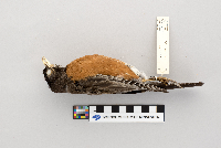 Turdus migratorius image