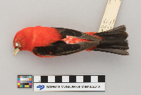 Piranga olivacea image