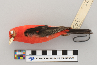 Piranga olivacea image