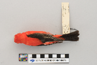 Piranga olivacea image