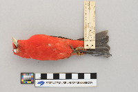 Piranga olivacea image