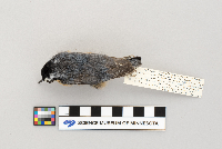 Sitta canadensis image